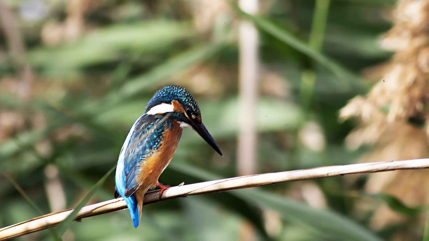 Common Kingfisher